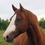 A Horse's avatar