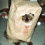 bagofcat