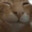 Funny Cat