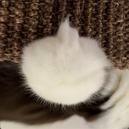 フワフワ❤ミラ