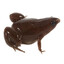 poop frog