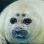 ニコちゃん