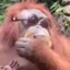 Average Orangutan