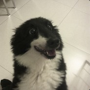 Steam avatar for plscat