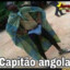 shaolin matado de porco