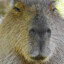 mr.capybara 3rd