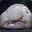 Blob