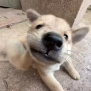 养了一头大肥黄