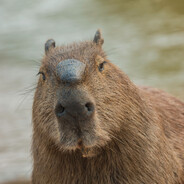 (capybara) - steam id 76561198364306813