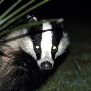 Badger