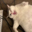 Big Kirb