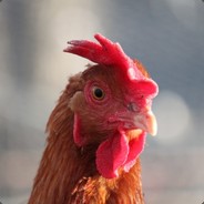 HERE COMES CHICKEN!!!