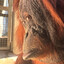 BONGO (ORANGUTAN ALPHA)