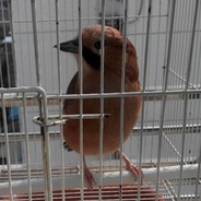 DOMSHROM avatar
