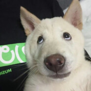 青纯男高游乐王子