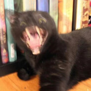 明日香不香啊啊啊