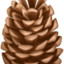 Pinecone_Angel