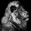 The lion doesnt check behind