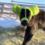 牛牛的帽子好绿