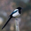 Magpie