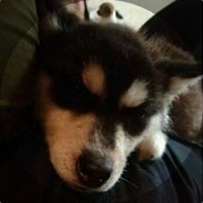 番茄你个特妹透