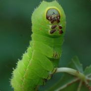 Taen - steam id 76561197965236572