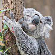 澳大利亚突破手无尾熊