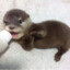 Drowsy Otter