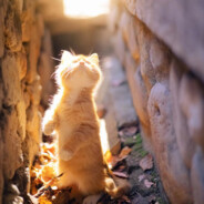 我家猫比我爱玩游戏