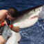 Khabib the Shark Slayer