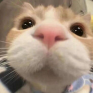 垚垚大王别欺负我