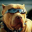pitbulls do samba