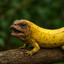 Banana Hammer