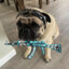 TruePug