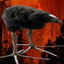 Evil Ass Bird From New York City