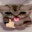 One (1) Kilogram