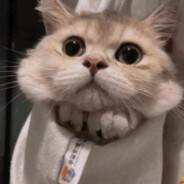 薛定谔的卡布奇诺