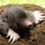 Mole