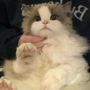 Damn使龍城free将在，不教human do m3