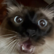 ronigaN avatar