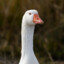 mr. goose