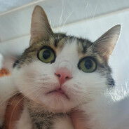 adas - steam id 76561198267172115