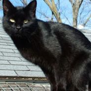 Kuro - add kuro11 to your list