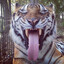 crouching tiger hidden gabber
