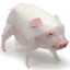 minipig