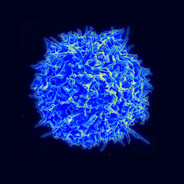 T-CELL