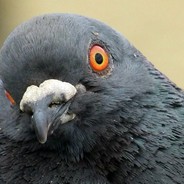 PigeonsFrosty