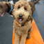 I LOVE POODLES