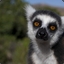 Lemur92