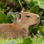 Capivara do Amor